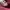 Coach Vintage Casual Shoulder bag Wanita burgundy photo 6