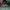 Leyton House Racing Minimalist Pria green photo 1