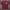 Supreme Streetwear T-shirt Pria burgundy photo 1