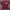 Supreme Streetwear T-shirt Pria Burgundy
