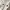 Carhartt Vintage Streetwear Short Pria white cream photo 6