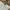 Carhartt Vintage Streetwear Short Pria white cream photo 4