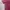 LAINE Casual Muslim Formal shirt Pria red photo 3