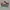 Compass Vintage Casual Sneakers Pria red brown photo 1