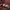 Giordano Luxury Minimalist Polo shirt Pria burgundy brown photo 3