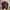 Giordano Luxury Minimalist Polo Shirt Pria Burgundy Brown