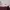 Polo Ralph Lauren Casual Polo shirt Pria burgundy white photo 2