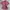 Beanpole Vintage Y2K Blouse Wanita pink photo 1