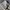 Uniqlo Streetwear Casual Casual pants Pria cream photo 2