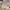 Charles and Keith Luxury Shoulder bag Wanita cream photo 2