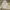 Dickies Streetwear Casual Hoody Pria gray photo 1