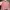 Coquette Cardigan Wanita pink photo 3