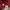 Uniqlo Luxury Hoody Pria red photo 7