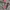 Dickies Streetwear Casual Hoody Pria gray photo 2