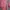 Fairy Minimalist Sweater Wanita pink photo 1
