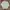 Giordano Streetwear Casual Sweatshirt Pria Green
