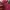 Hollister Casual Pria red photo 5