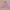 Phenix Vintage Dungaree Pria Multicolor Pink