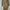 Chloé Casual Going Out Dress Wanita Brown