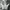 Adidas Streetwear Sportswear Sneakers Pria white black photo 6