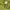 Stussy Minimalist Short Wanita green photo 7