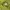 Stussy Minimalist Short Wanita green photo 6