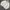 Burberry Luxury Windbreaker Pria white photo 3