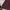 Burberry Casual Polo shirt Pria burgundy photo 3