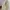 Adidas Biker Casual Sneakers Pria cream photo 4