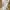 Minimal Fairy Evening Dress Wanita White