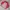 LYNXSPORT Sportswear Minimalist Track jacket Wanita red photo 6