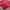 LYNXSPORT Sportswear Minimalist Track jacket Wanita red photo 3