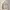 Fear Of God Luxury Hoody Pria Tan