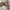 Gorpcore Puffer jacket Pria tan photo 2