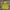 Arnold Palmer Gorpcore Casual Windbreaker Pria Yellow