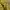 Arnold Palmer Gorpcore Casual Windbreaker Pria yellow photo 6