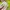 Furla Luxury Handbag Wanita multicolor photo 2