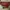 Fossil Minimalist Clutch Wanita red photo 3