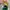 Adidas Vintage Casual Casual shoe Pria green gray photo 6
