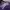 Champion Casual Hoody Pria purple photo 2