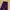 Dickies Casual Formal Pants Pria Multicolor