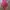 H&M Luxury Casual Vest Wanita pink photo 2
