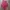 H&M Luxury Casual Vest Wanita Pink