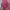 H&M Luxury Casual Vest Wanita Pink