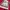 Cav Empt Streetwear Y2K Sweatshirt Pria red photo 4