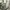 Adidas Streetwear Pria cream photo 1