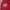 Adidas Sportswear Jersey Pria white red photo 4