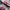 Onitsuka Tiger Indie Casual Sneakers Wanita white pink photo 2