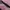 Onitsuka Tiger Indie Casual Sneakers Wanita pink black photo 2