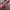 Coquette Heels Wanita pink photo 1